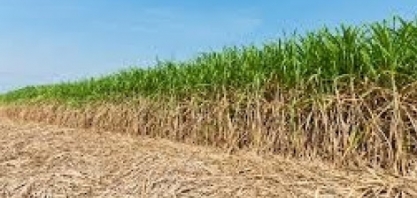 Adiamento da abertura da Safra Mineira de Açúcar e Álcool e inauguração da Usina Canápolis