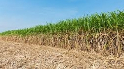 Adiamento da abertura da Safra Mineira de Açúcar e Álcool e inauguração da Usina Canápolis