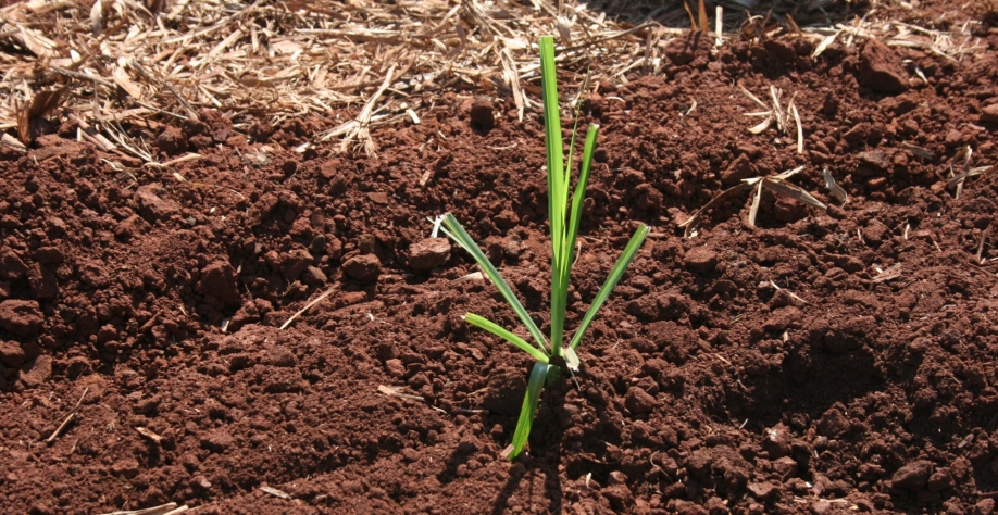 Foto plantio MPB – Ao adquirir mudas de origem duvidosa, você pode estar levando uma série de problemas para dentro de sua propriedade