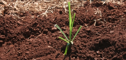 Aquisição de muda pré-brotada exige atenção, pois podem estar infectadas