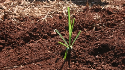 Aquisição de muda pré-brotada exige atenção, pois podem estar infectadas