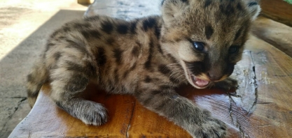 Filhote de onça é encontrado em canavial em MS; Vídeo mostra ele tomando leite em mamadeira