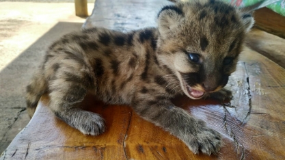 Filhote de onça é encontrado em canavial em MS; Vídeo mostra ele tomando leite em mamadeira