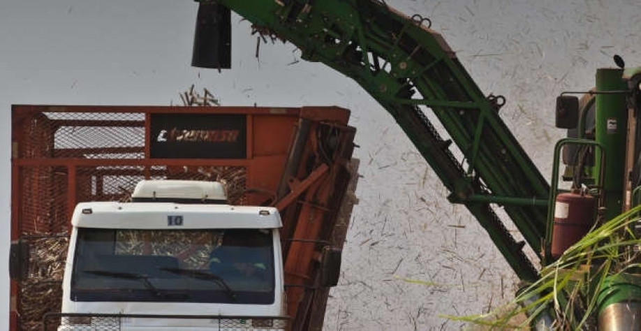 Caso o decreto se mantenha, as operações da companhia no estado poderão sofrer impactos relevantes, que serão comunicados ao mercado (Imagem: Biosev)