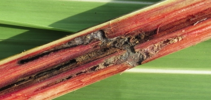 A área agrícola está realmente controlando as pragas que atacam a cana?