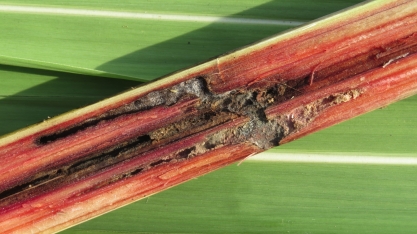 A área agrícola está realmente controlando as pragas que atacam a cana?