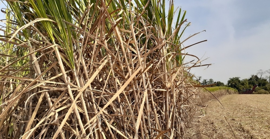 Colheita da cana-de-açúcar — Foto: Murillo Gomes/G1/Arquivo
