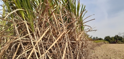 Plantadores de cana-de-açúcar de São Cristóvão podem se inscrever para o Programa Mão Amiga