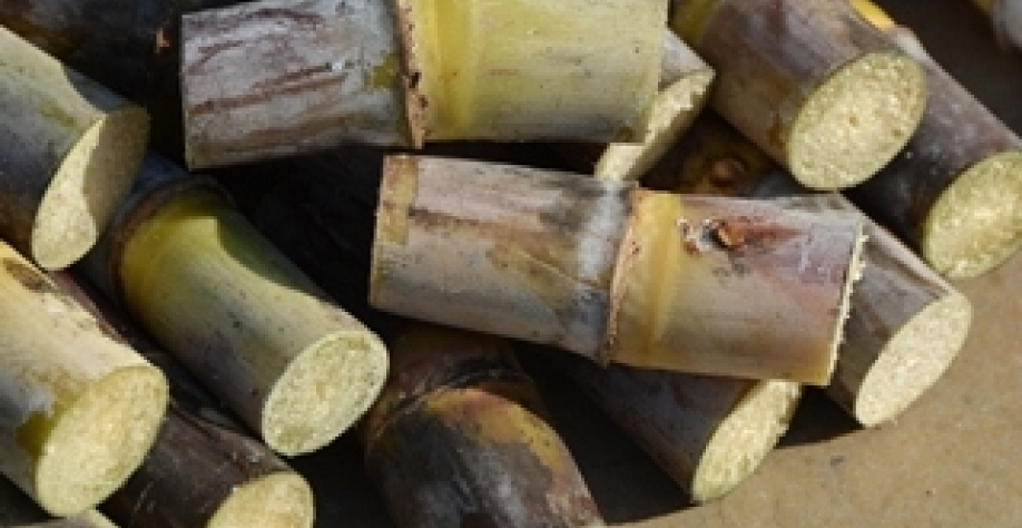 Foto: Gustavo Porpino