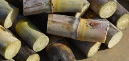 Pesquisa pretende selecionar microrganismos que combatam a broca-podridão da cana-de-açúcar