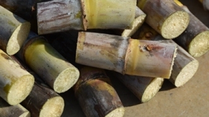 Pesquisa pretende selecionar microrganismos que combatam a broca-podridão da cana-de-açúcar