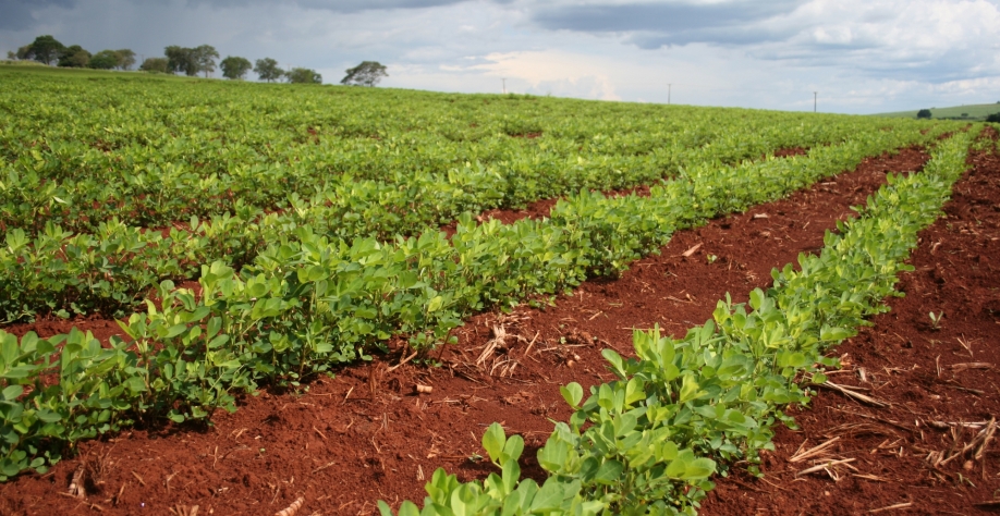 A leguminosa beneficia o solo para o próximo ciclo da cana, gera renda adicional ao produtor e mantém empregos no campo