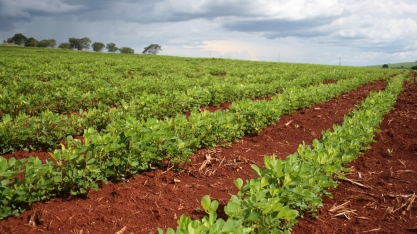 Com produção e exportações crescentes, amendoim brasileiro pode ter safra recorde este ano