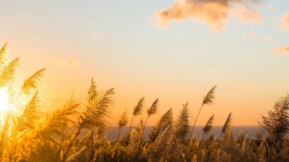 Inibidor de florescimento da cana com alta tecnologia acarreta ganhos na produtividade e qualidade da matéria-prima