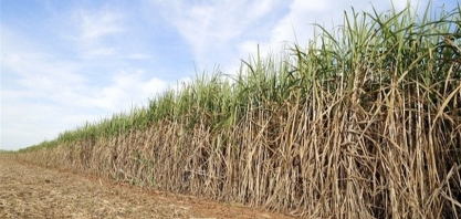 Cana-de-açúcar: arrancando para a safra 2020/21