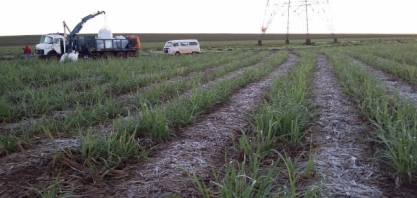 Copla Soja reforça tendência de renovação dos canaviais com o grão