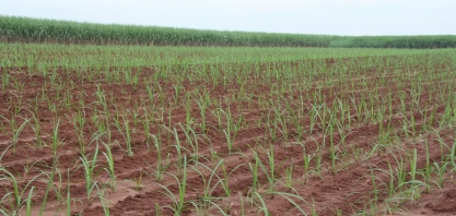 Época mais adequada para o plantio de Meiosi ou Cantosi é o primeiro semestre do ano