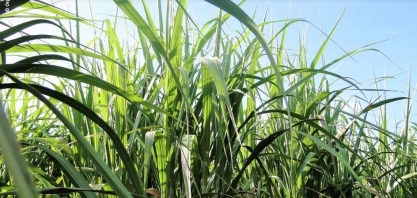 Os planos do CTC para ser a 'Monsanto da cana'