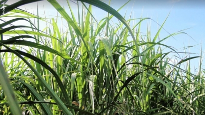Os planos do CTC para ser a 'Monsanto da cana'