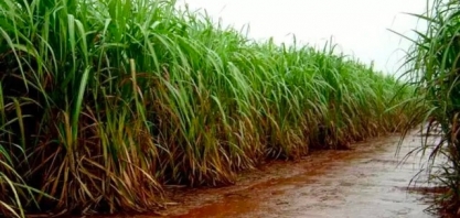 Chuvas renovam esperanças de fornecedores de cana