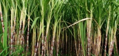 Mato Grosso do Sul – pesquisa sobre produção de cana-de-açúcar termina nesta quinta-feira