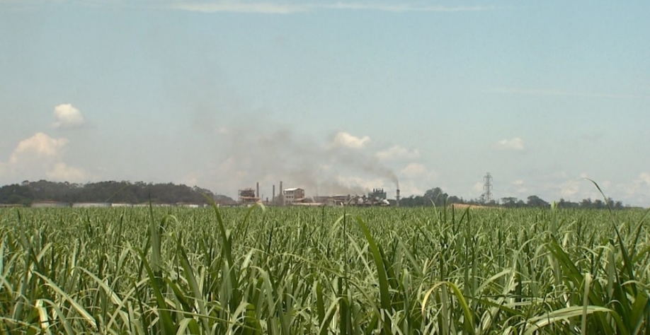 Plantação de cana-de-açúcar e usina de etanol em Sertãozinho, SP — Foto: Fábio Junior/EPTV