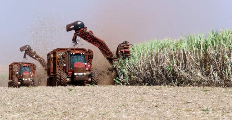Matéria-prima do Paraná deverá ir para mais açúcar em safra com usinas antecipando (Imagem: Reuters/Paulo Whitaker)