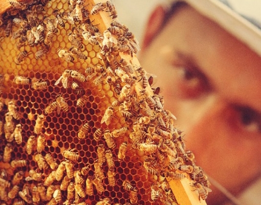 Proteção à abelhas é foco do projeto que tem suporte da indústria de defensivos e apoio do setor aeroagrícola
