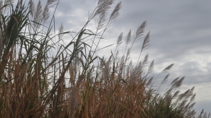 Condições climáticas são favoráveis para maior florescimento da cana em 2020