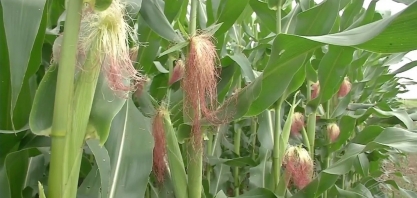 Demanda de usinas por milho para a produção de etanol em MT mantém preço do grão e anima produtores