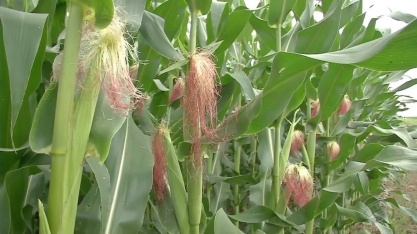 Demanda de usinas por milho para a produção de etanol em MT mantém preço do grão e anima produtores