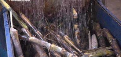 Em Capitólio, as produções artesanais de cachaça e café chamam a atenção de visitantes