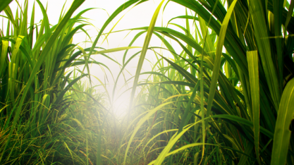 Bayer reúne agrícola e indústria para debater formas de melhorar a qualidade da matéria-prima