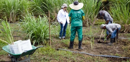 Variedade de cana produz biopesticida natural contra a principal praga da cultura