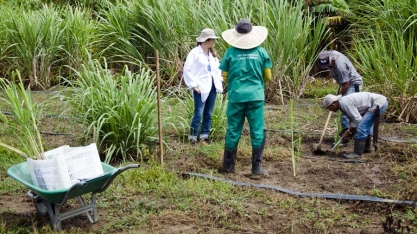 Variedade de cana produz biopesticida natural contra a principal praga da cultura