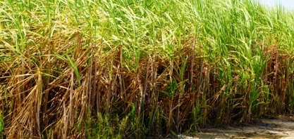 Usinas de AL já processaram mais de 15 milhões de toneladas de cana