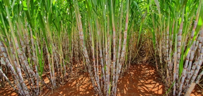 Nutrição com qualidade reduz a carbonização do canavial, proporcionando ganhos com o RenovaBio