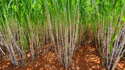 Nutrição com qualidade reduz a carbonização do canavial, proporcionando ganhos com o RenovaBio