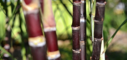 Gerar energia pelo bagaço de cana de açúcar: seria o futuro?