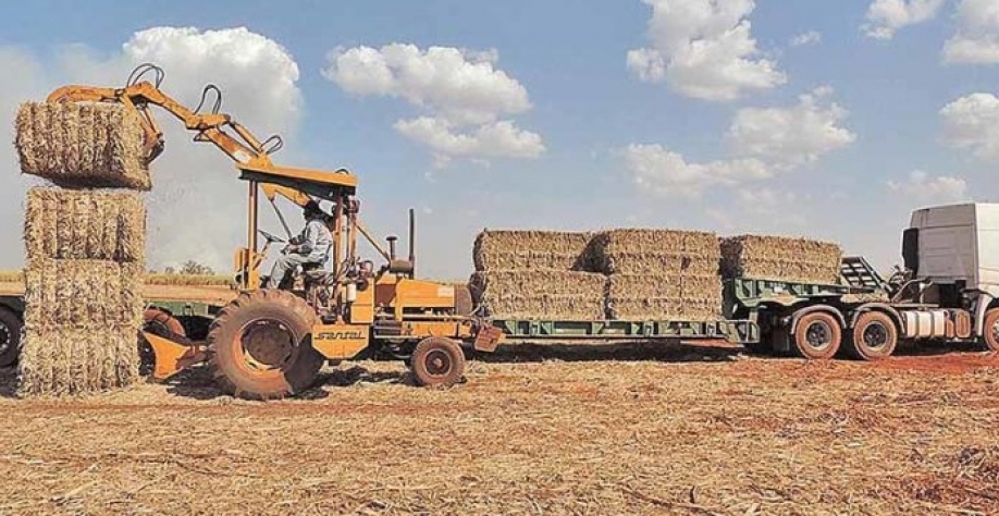 A safra mineira de cana deve superar o recorde da anterior, que atingiu 68,1 milhões de toneladas | Crédito: DIvulgação