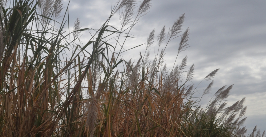 Flor de cana: beleza que traz prejuízo