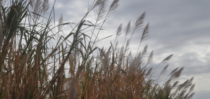 Florada de canaviais traz prejuízo para o setor