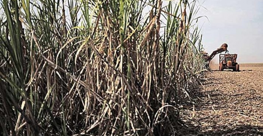 O clima favorável estimulou a safra de cana-de-açúcar | Crédito: REUTERS/Nacho Doce