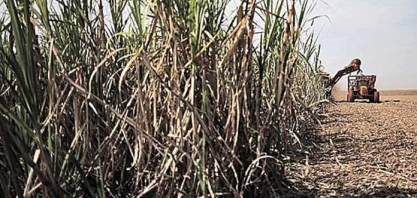 Produção de cana aumenta 8,7% em MG