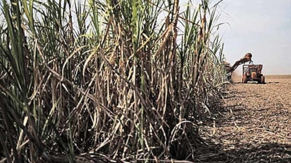 Produção de cana aumenta 8,7% em MG