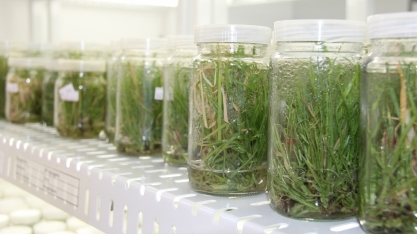 Novas variedades de cana comprovadamente são mais produtivas, entregando maior TAH na média de cinco cortes