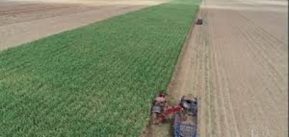 Prestes a colher safra recorde, setor da cana sofre com queda na demanda por combustíveis