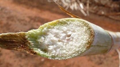 Isoporização da cana causa prejuízos do campo a indústria