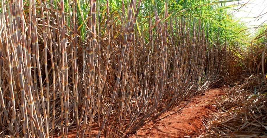 CTC 4: variedade adaptada para a colheita mecanizada, apresenta tonelada de cana por hectare elevada e perfilhamento de cana elevado