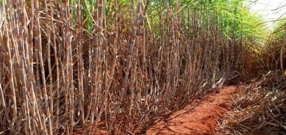 CTC 4 deverá ser a variedade de cana mais plantada na região Centro-Sul em 2020